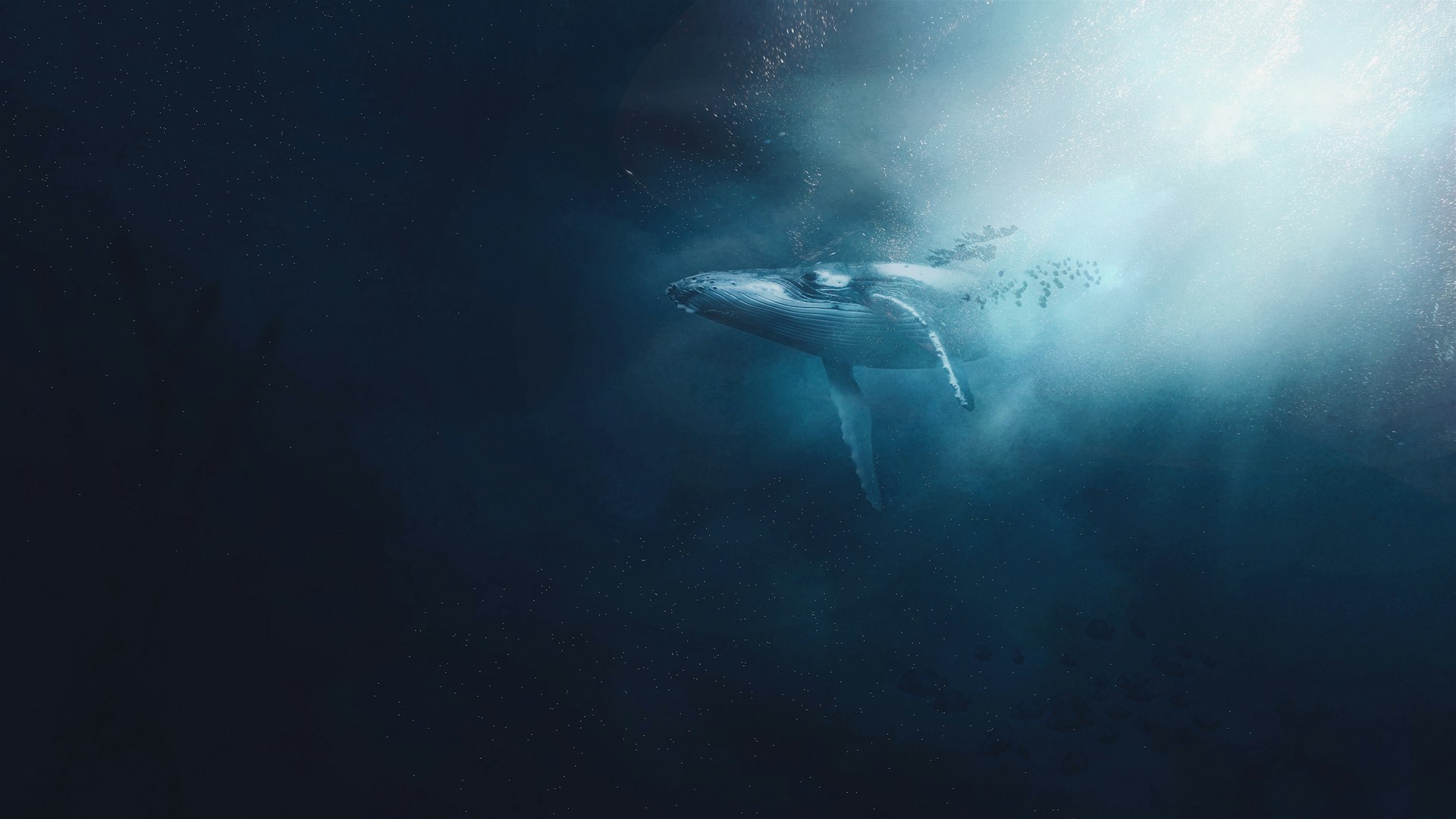 Humpback whale swimming in deep blue water with light from above
