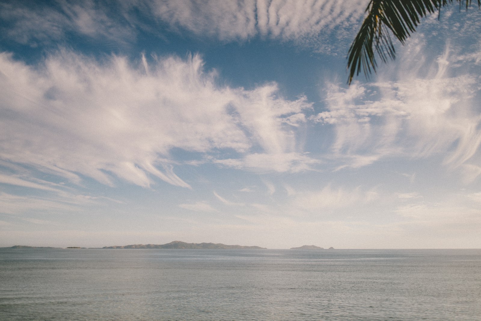 Palm tree on a Fiji beach next to the ocean