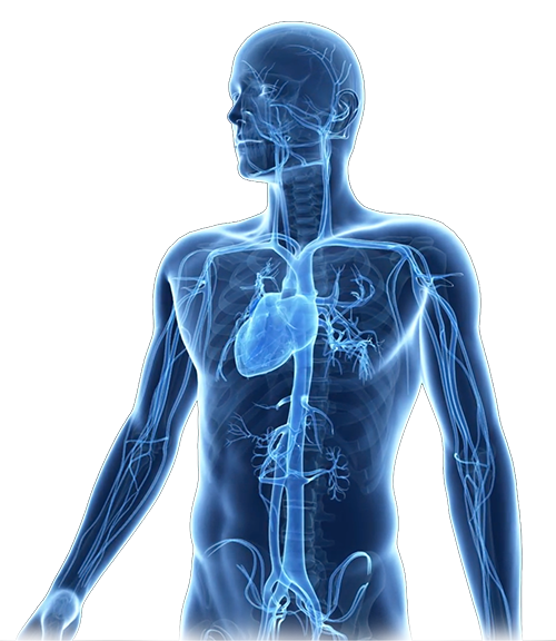 Foundations of Heart Rate Variability
