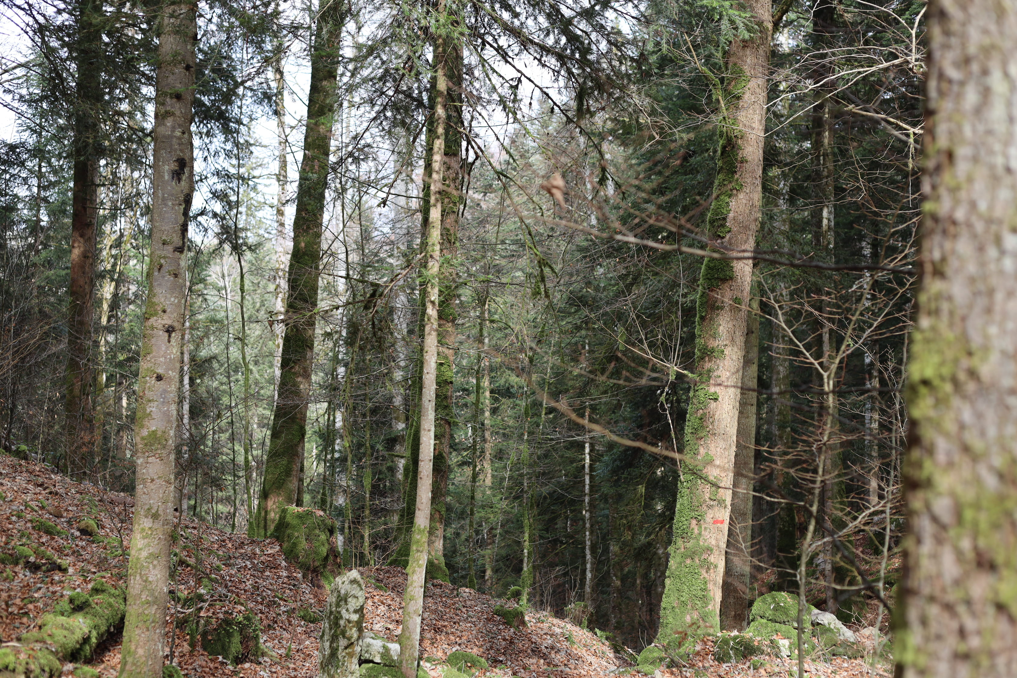 Vue aerienne des montagnes