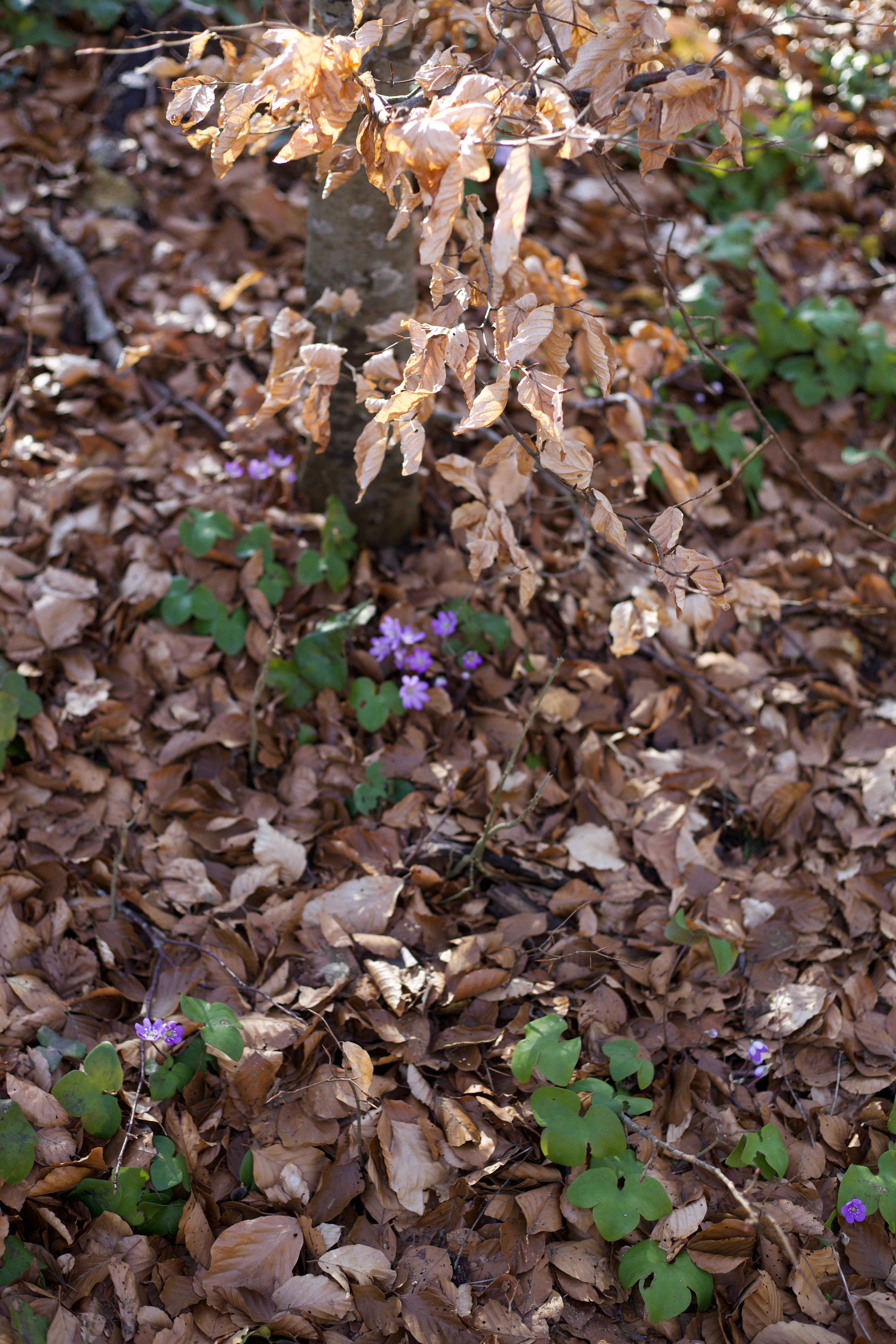 Vue aerienne des montagnes