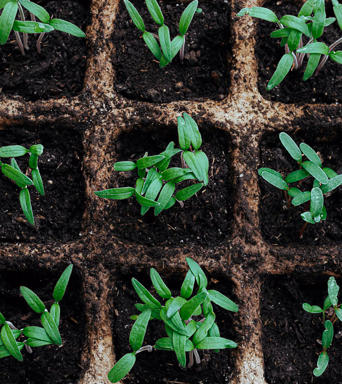indoor-vertical-farms