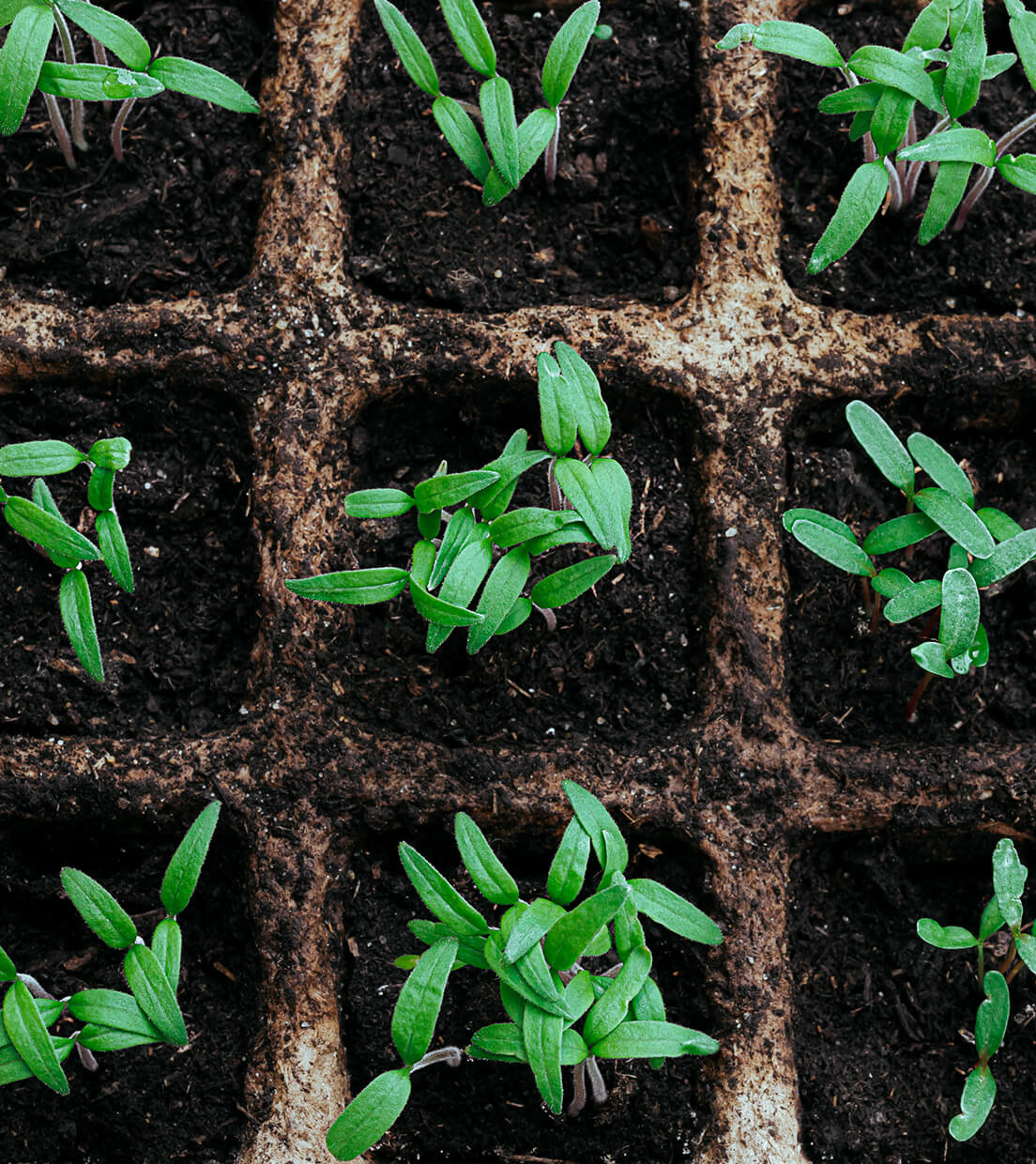 commercial-greenhouses