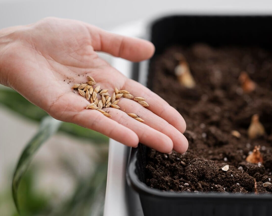 Commercial Seedling Production