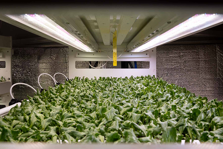 Production commerciale de semis