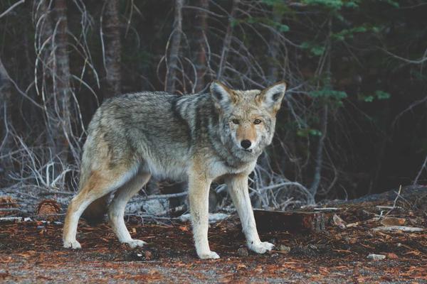 Photo of a coyote standing in a forest