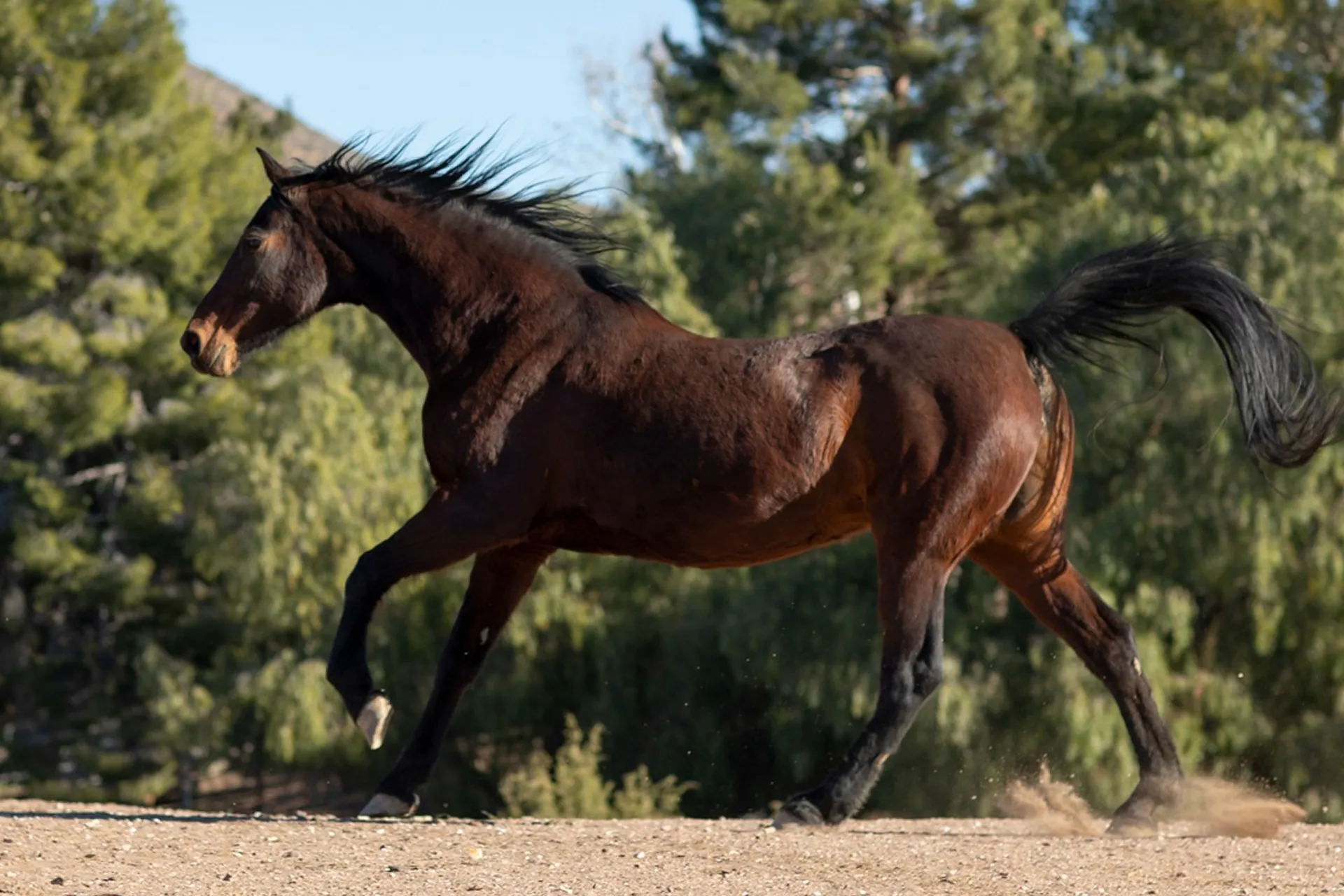 Cheval – avocat droit équin Le Bouard