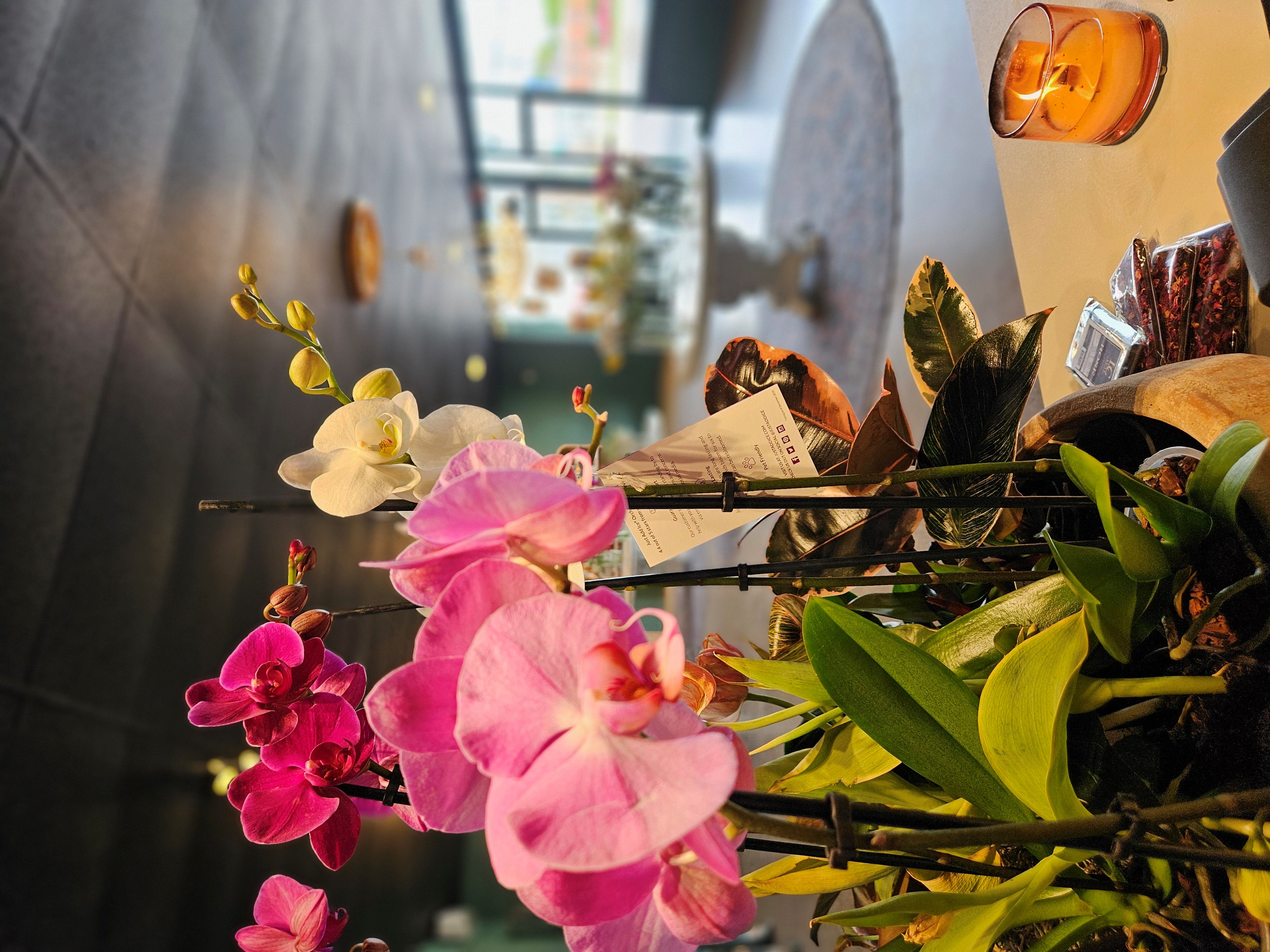 Elegant purple orchid flowers in delicate arrangement