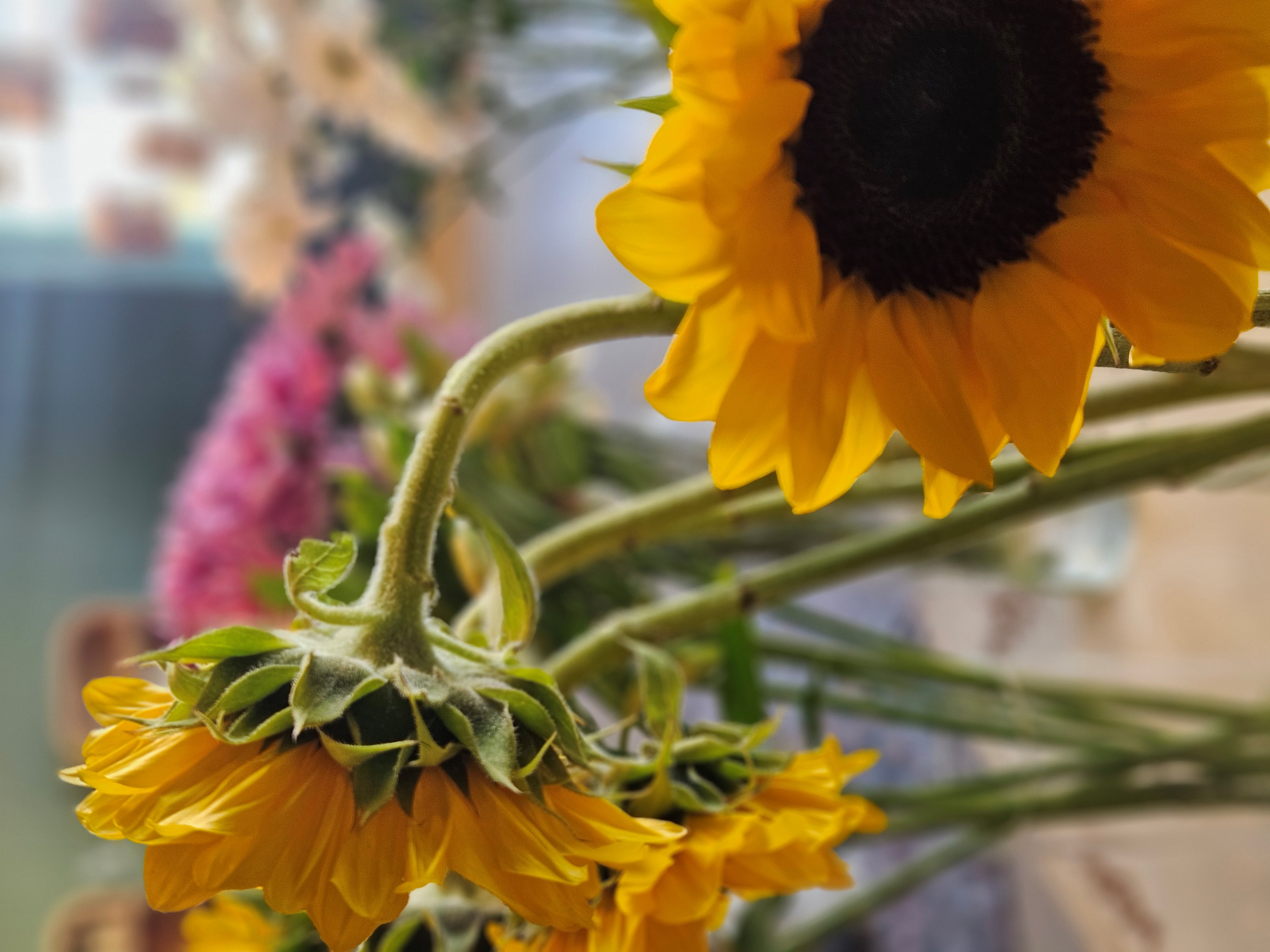 Bright yellow sunflower with detailed petals