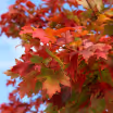 Autumn Blaze Maple