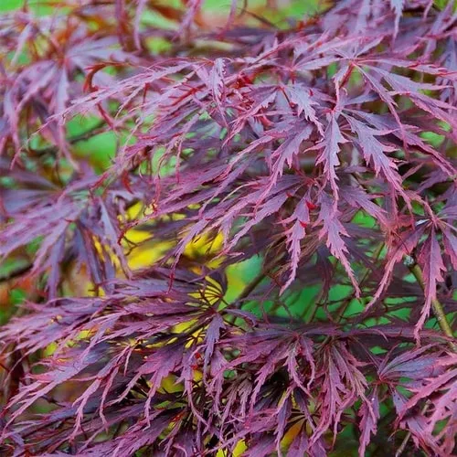 Tamukeyama Japanese Maple