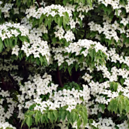 Kousa Dogwood