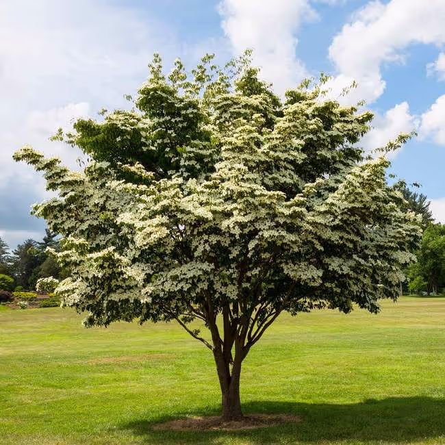 Kousa Dogwood