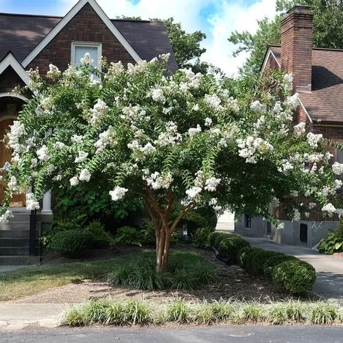 Crape Myrtle