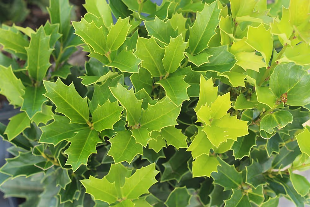 Oakleaf Holly