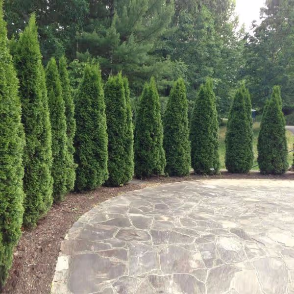 Emerald Arborvitae