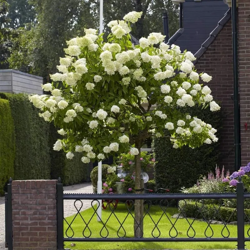 Limelight Hydrangea (Tree-Form)