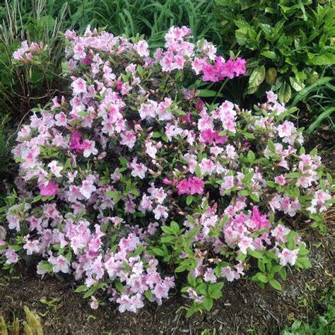 Encore Azalea
