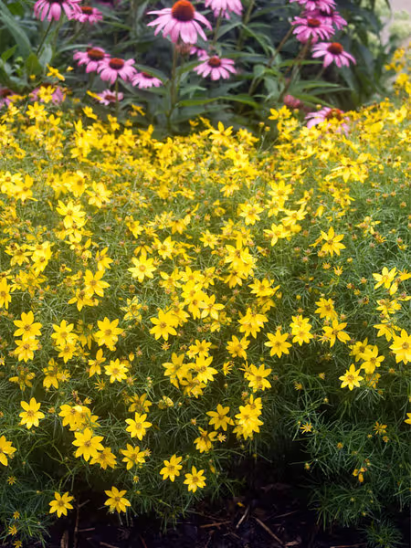 Coreopsis