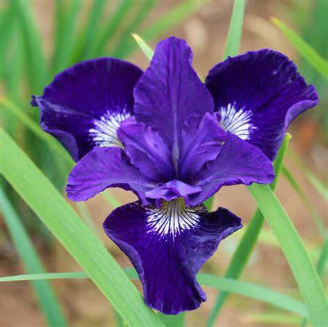 Siberian Iris