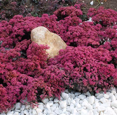 Sedum