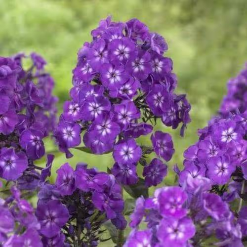 Purple Flame Phlox