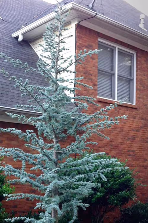 Blue Atlas Cedar