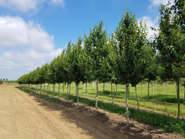 American Hornbeam