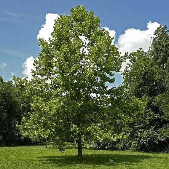 American Sycamore