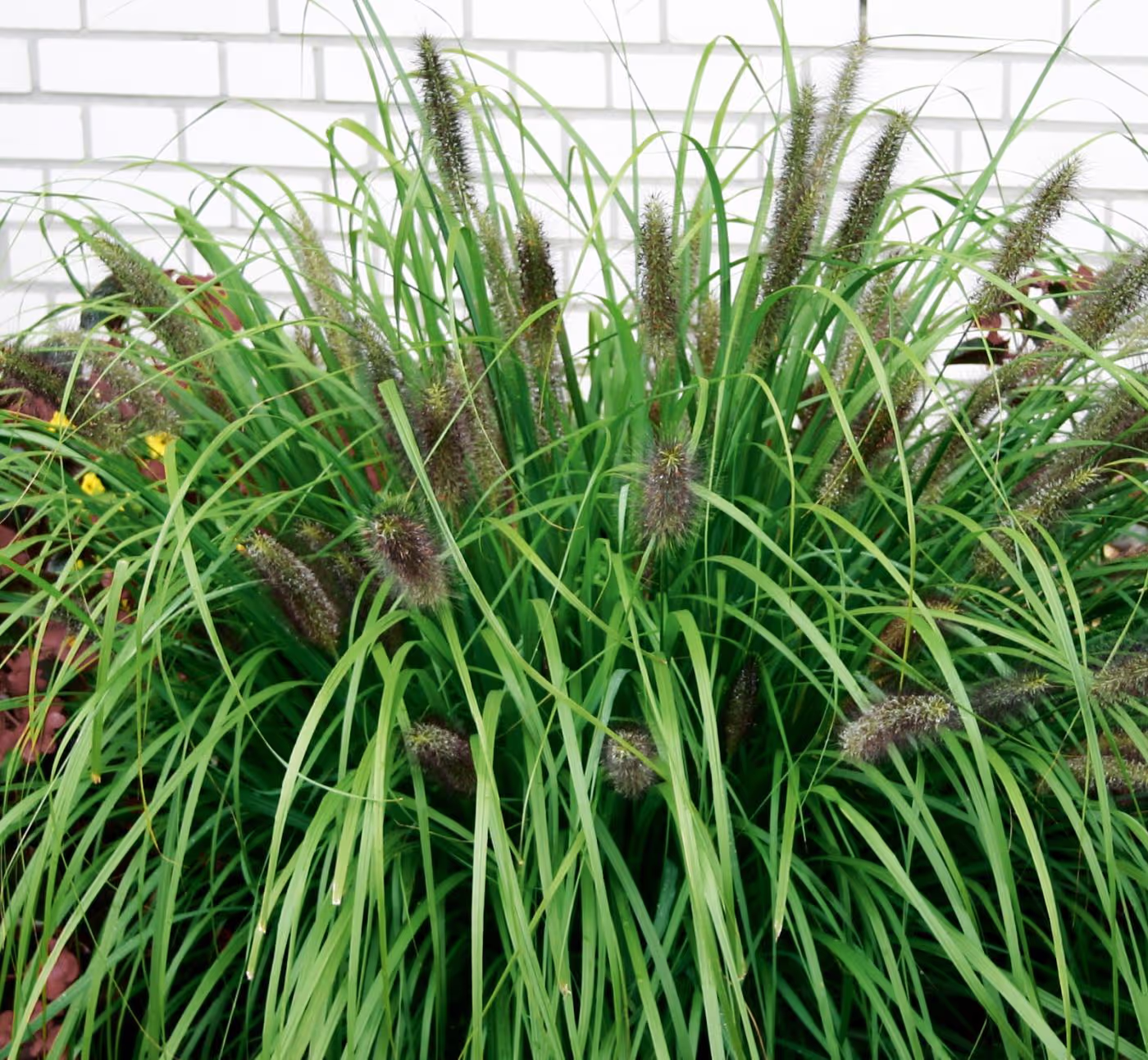 Moudry Pennisetum