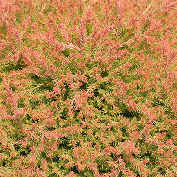 Fire Chief Arborvitea