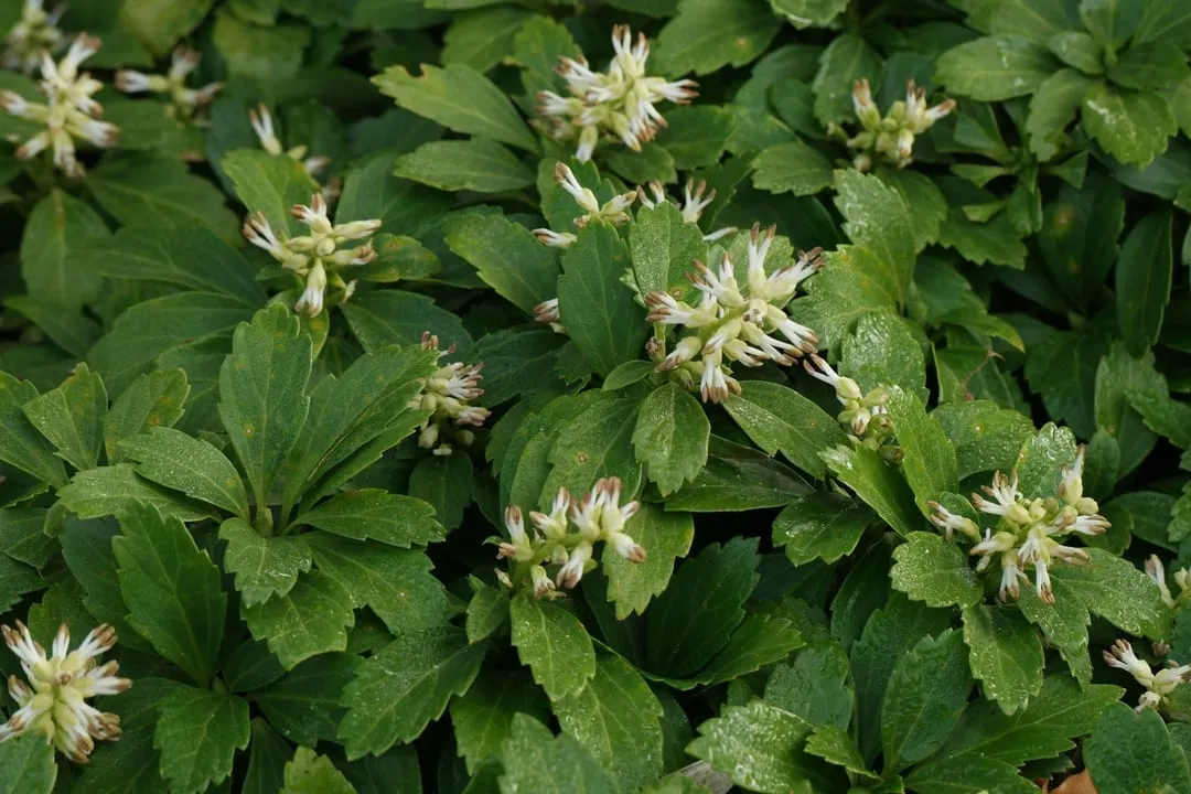 Pachysandra