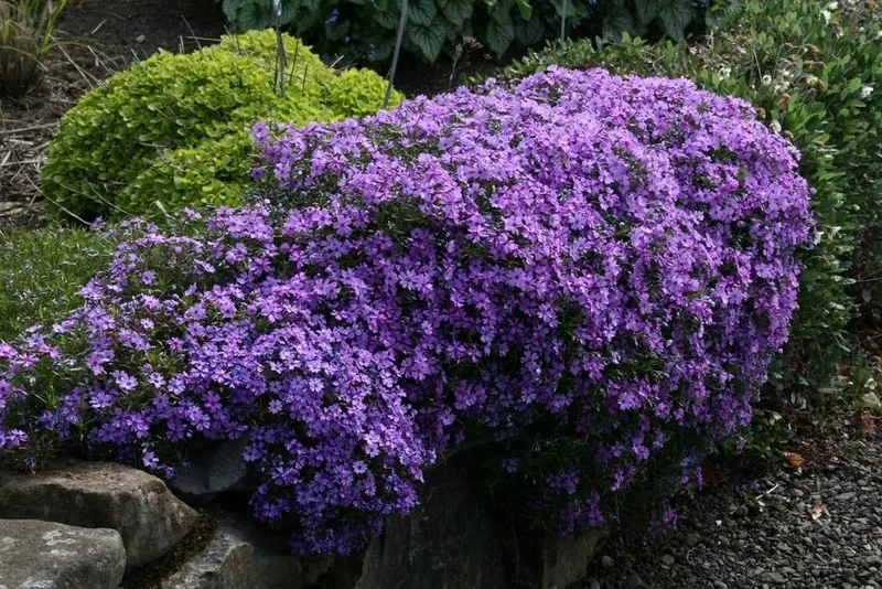Purple Flame Phlox