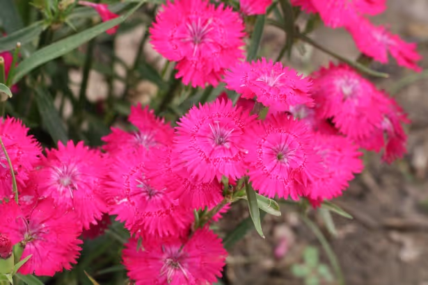 Dianthus