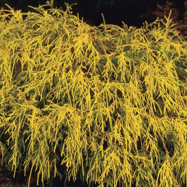 Gold Mop Cypress