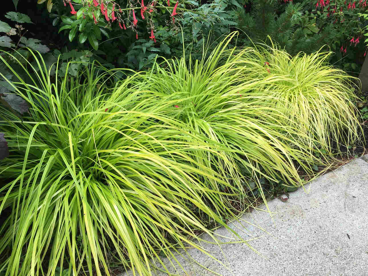 Carex Everillo