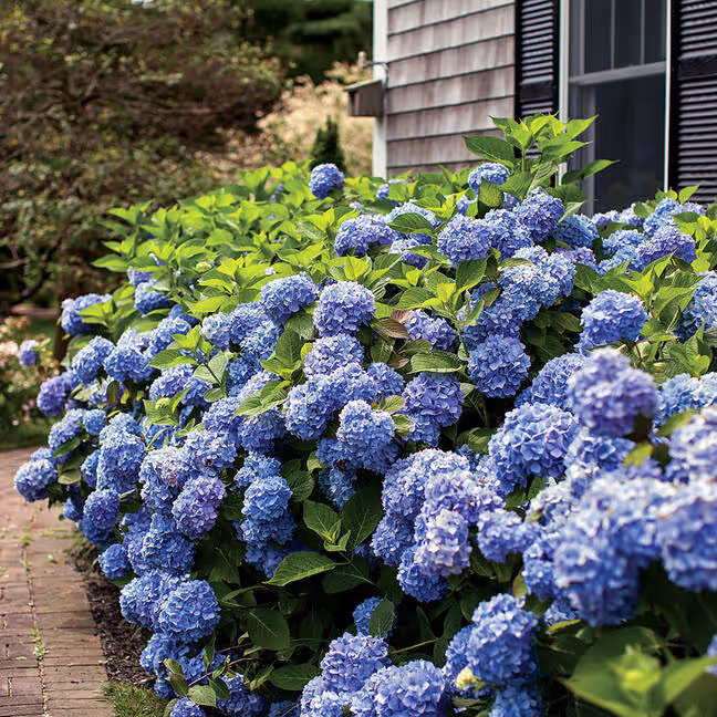 Endless Summer Hydrangea