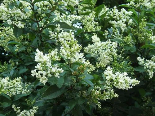 Ligustrum
