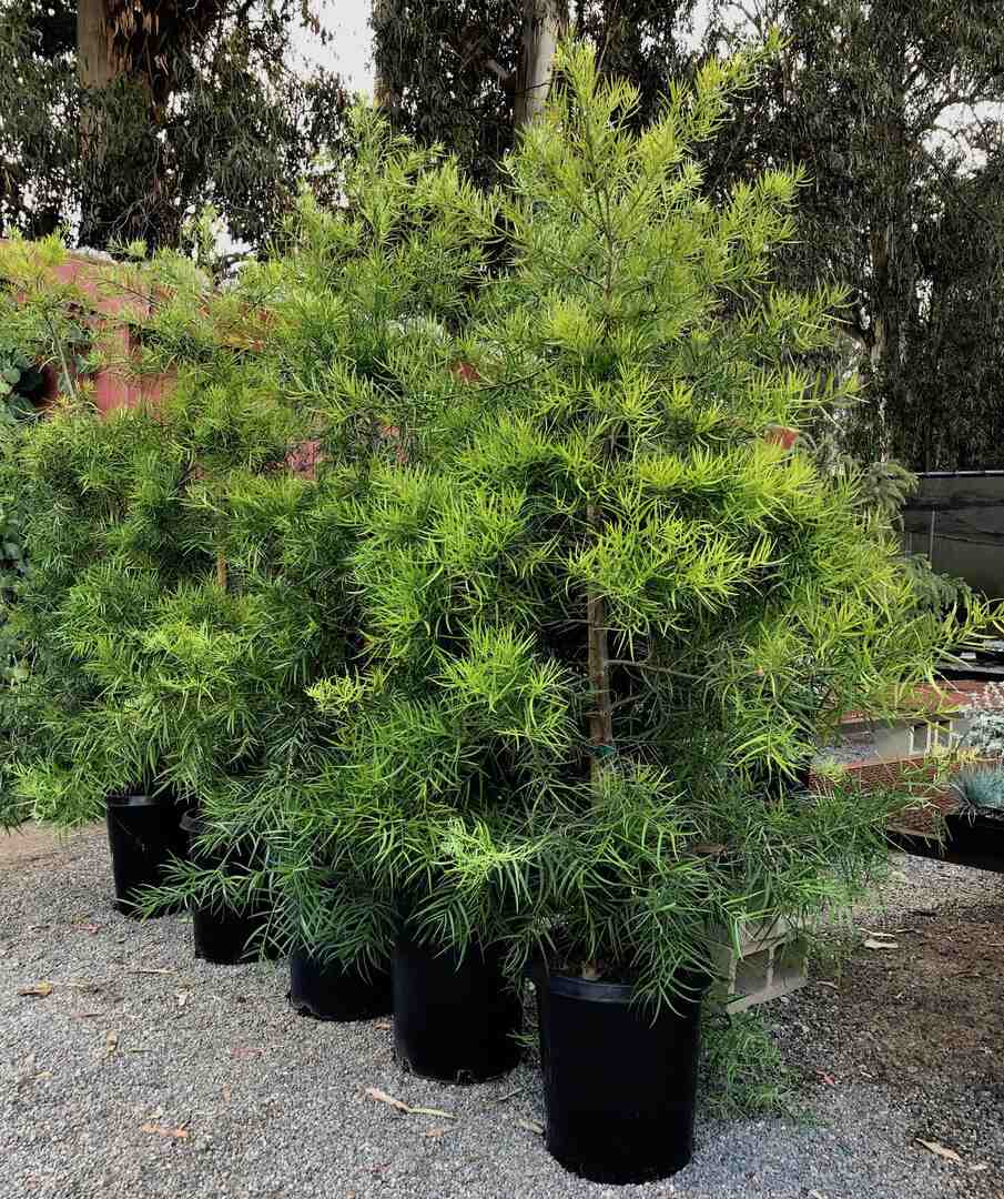 Podocarpus