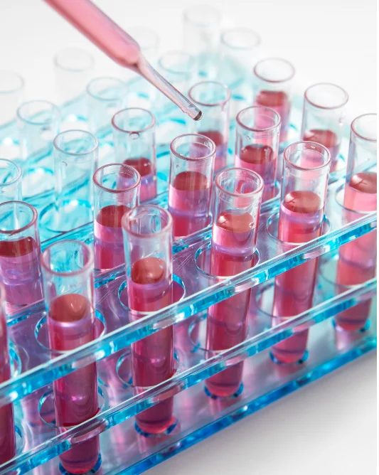 A close-up shot of a clear blue plastic laboratory rack holding multiple glass test tubes, each partially filled with a vibrant pink liquid.