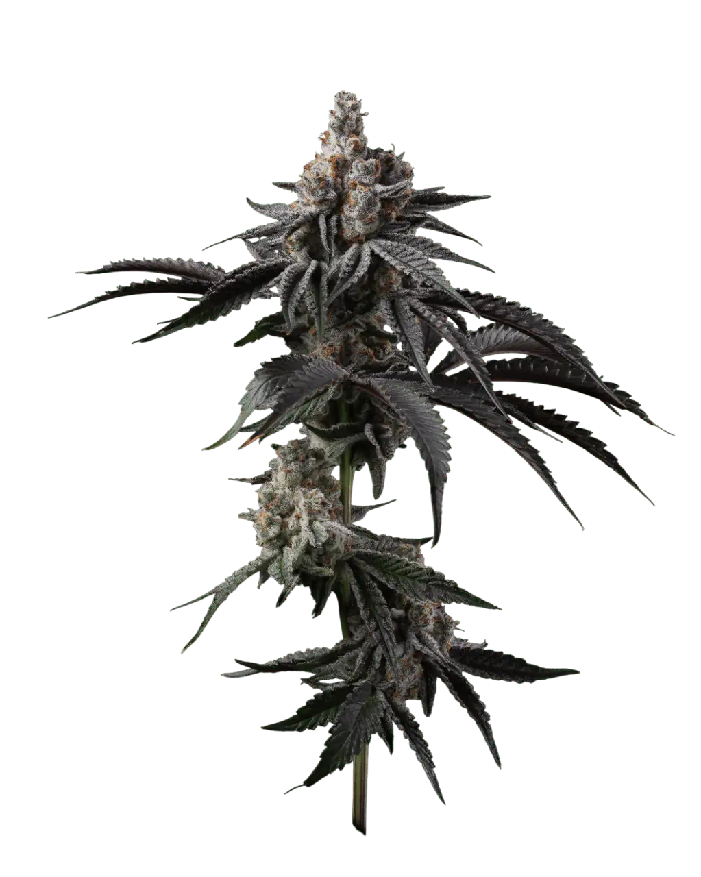 Cartel Runtz flower, macro
