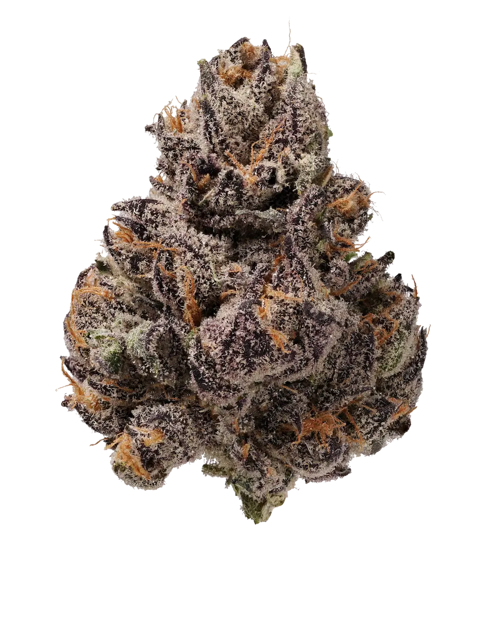 Garlic Gold Rush flower
