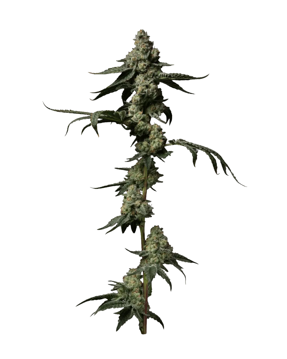 Mac Daddy flower
