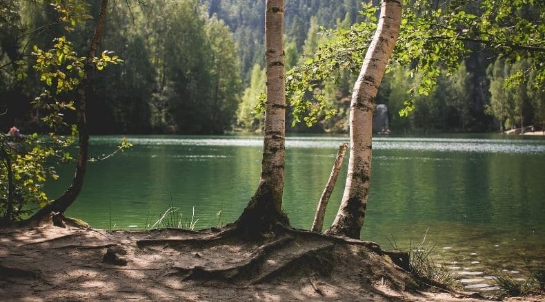 Two birch trees by the edge of a calm green lake surrounded by forested hills.