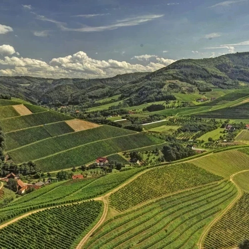 Scenic view of terraced vineyards on rolling hills under a partly cloudy sky.
