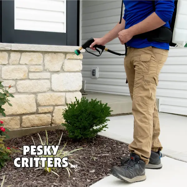 Pest Control Tech Treating For Fleas