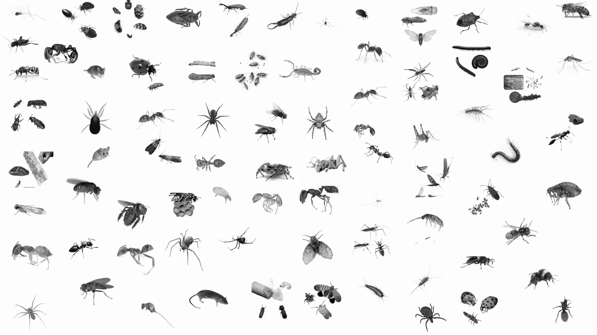 Various black and white images of common household and garden pests including ants, spiders, flies, beetles, mosquitoes, centipedes, ladybugs, wasps, mice, and scorpions displayed on a white background.