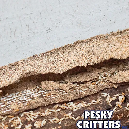 Close-up of drywood termite frass and termites inside wooden material, with text 'PESKY CRITTERS'.