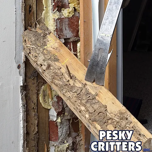 Close-up of wooden wall beam severely damaged by subterranean termites with a pry bar inserted beside it.