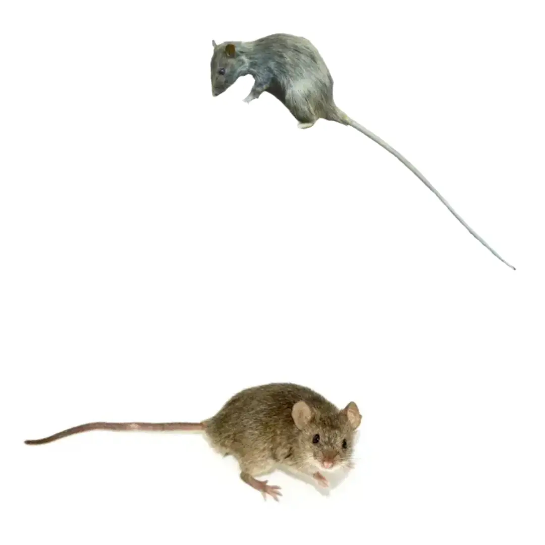 Noises in Walls:Attic?